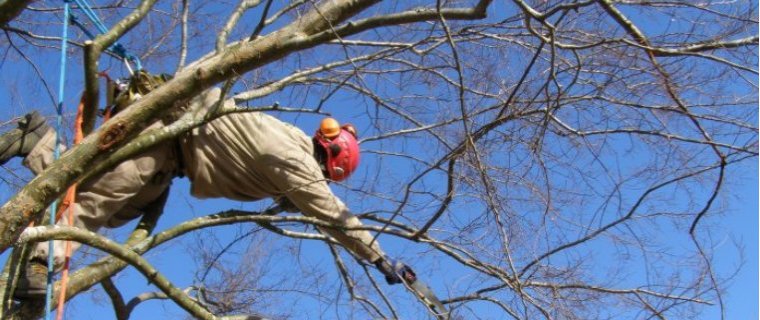 c-slide-hanging-in-a-tree-760
