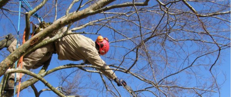 hanging in a tree while pruning